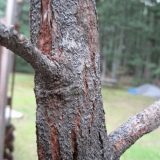 Zašto puca kora na stablima jabuke - šta učiniti i kako liječiti citosporu